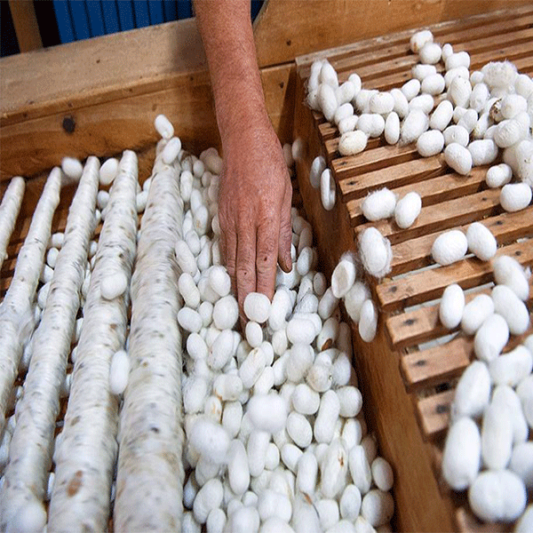 silkworm